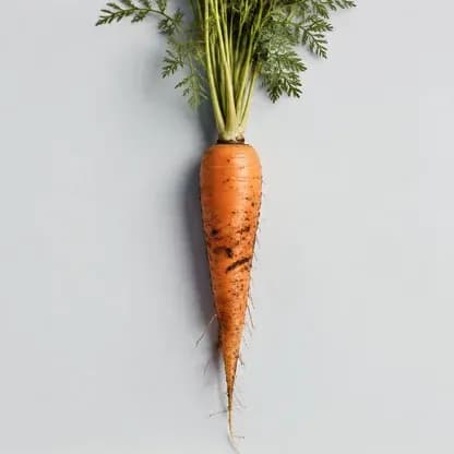 Carrot