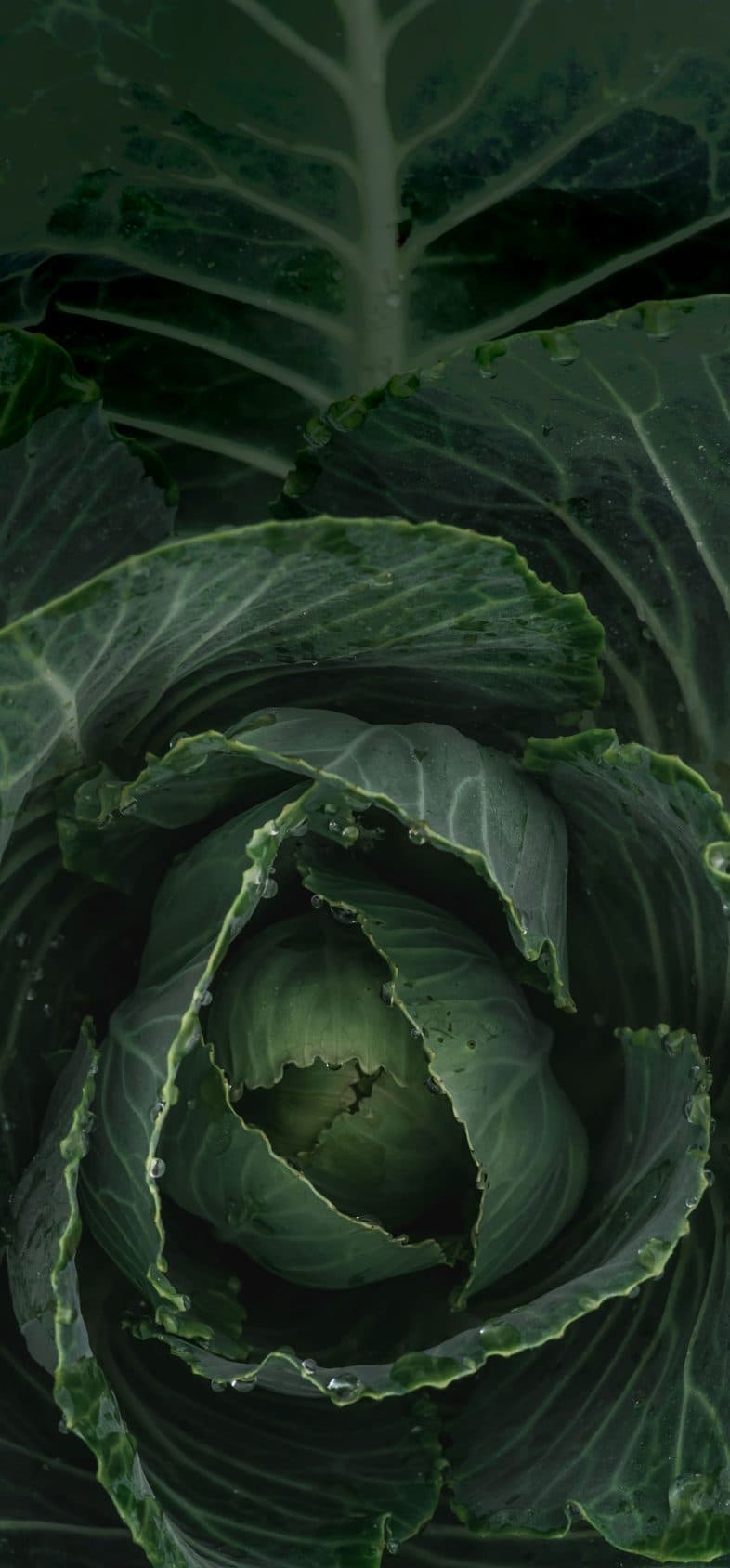 Cabbage